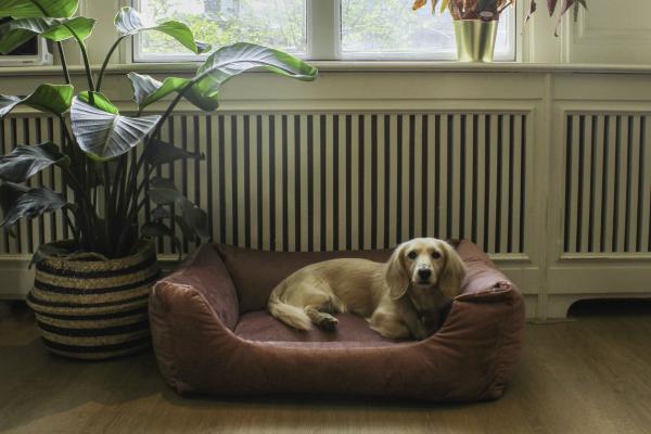 De redenen om een Bico hondenbed te kopen