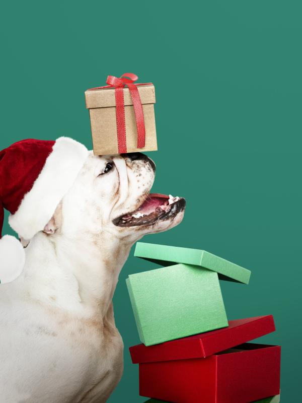 De mooiste kerstkussens voor jouw hond!
