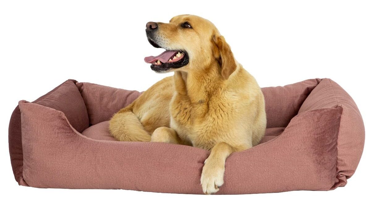 G stap in Bedienen De redenen om een Bico hondenbed te kopen | 2L Home & Garden